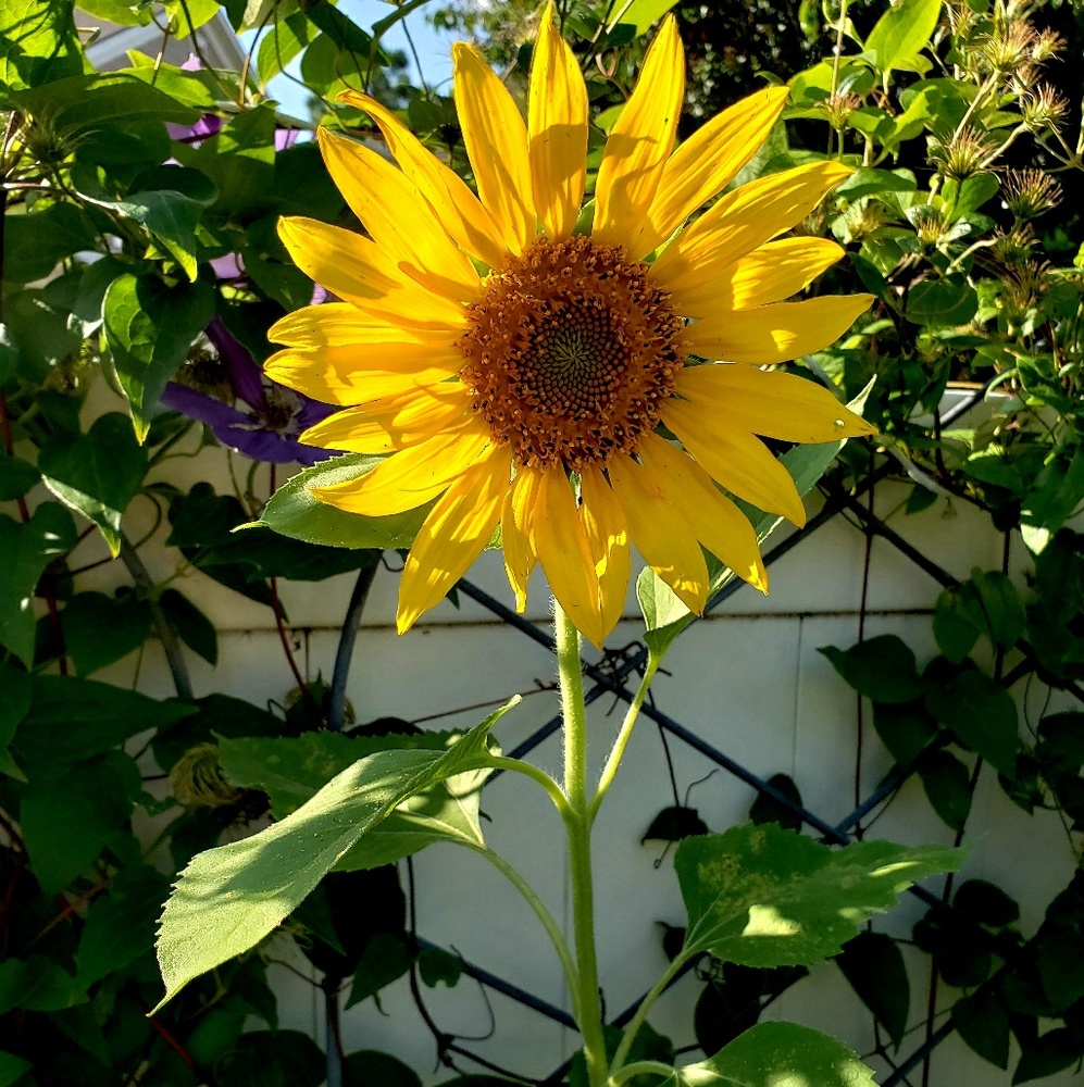 Meet your Posher, Annie